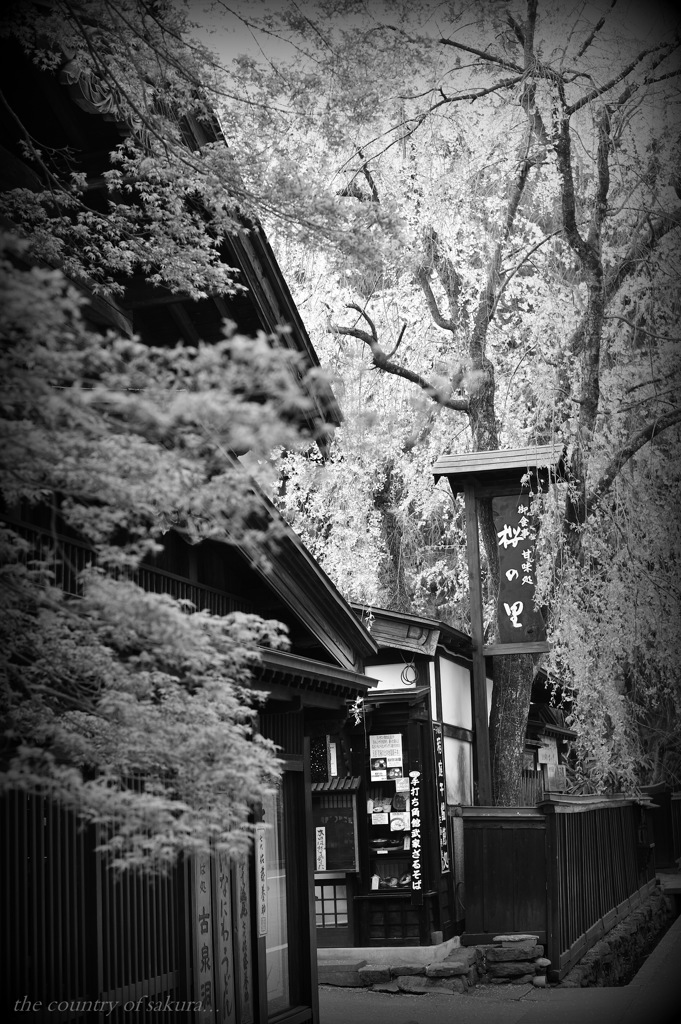the country of sakura...