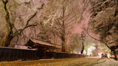 full bloom at winter...