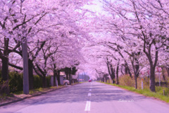 Sakura color...