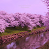 Cherry blossoms in full bloom...
