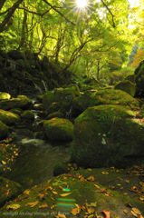 sunlight trickling through the leaves...