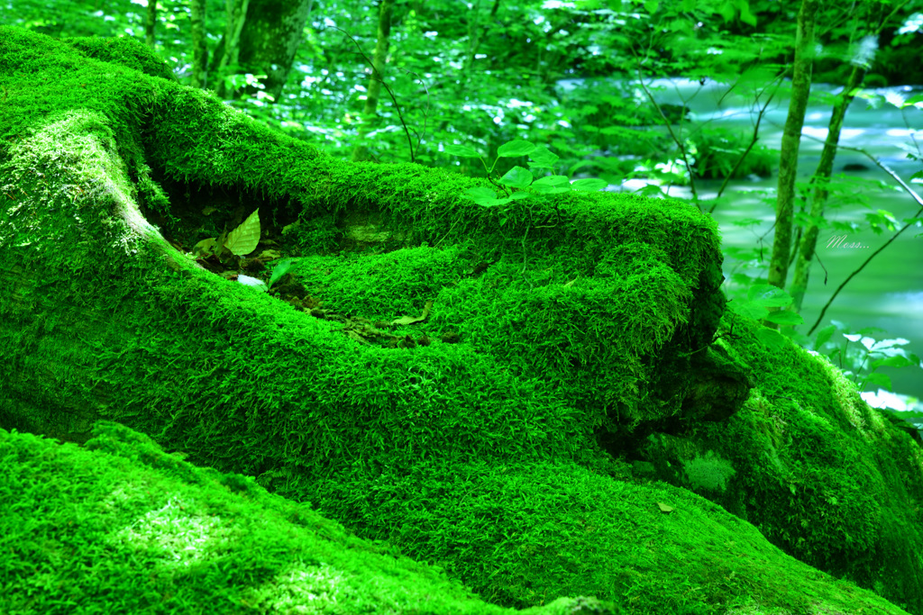 Moss...