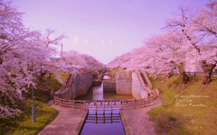 A cherry blossom view...