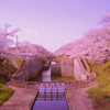 A cherry blossom view...