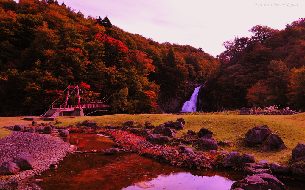 Autumn leaves Japan...