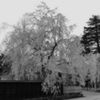 Prunus verecunda