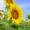 Vitamin color...