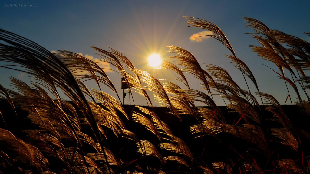 Autumn breeze...