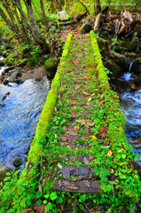 bridge leading to the autumn...
