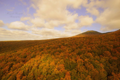 Beautiful autumn leaves...