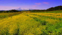 Japanese field of rapeseed...