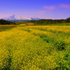 Japanese field of rapeseed...