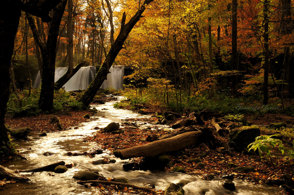 Beautiful forest...