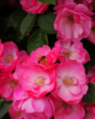 Pink roses...