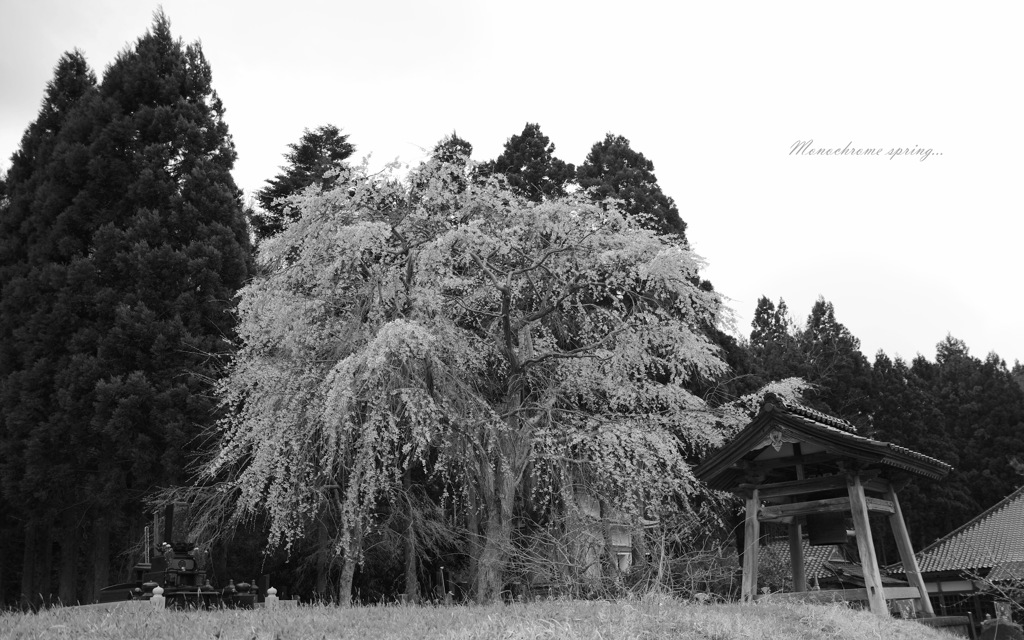 Monochrome spring...