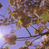 Spring sunlight...