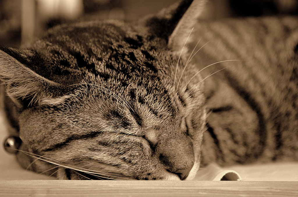 I want to be a cat...