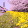 Road of canola flower...