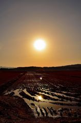 The rice field which waits for spring