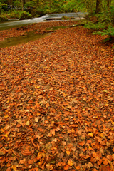 Fallen leaves...