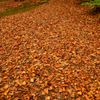 Fallen leaves...