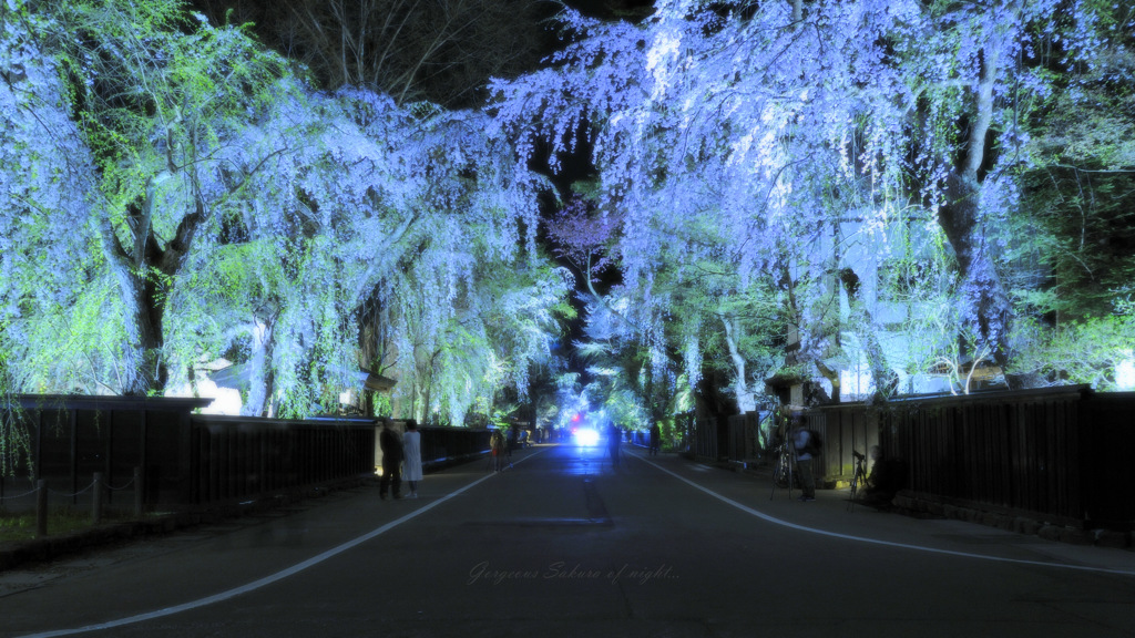 Gorgeous Sakura of night...