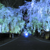 Gorgeous Sakura of night...