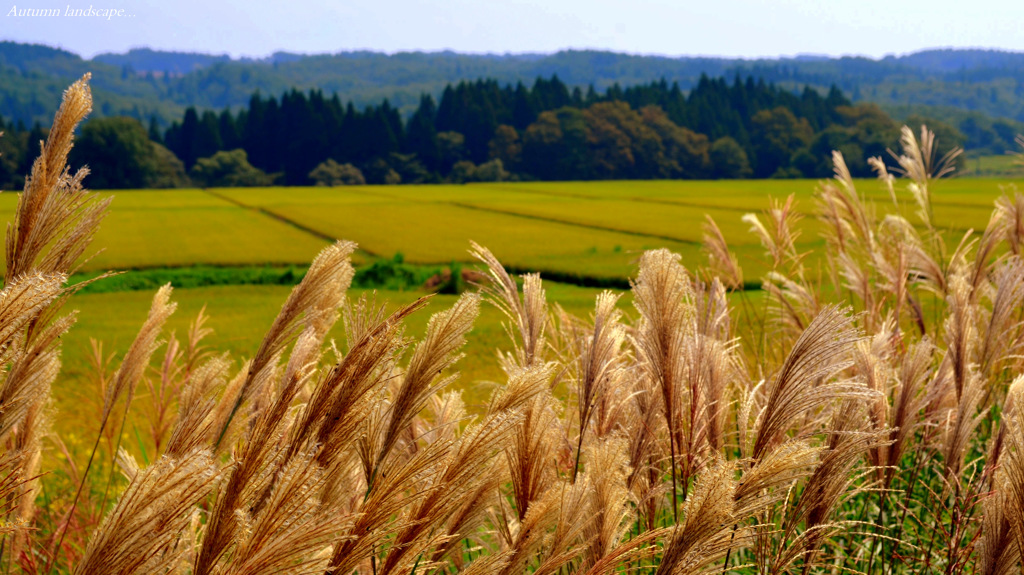 Autumn landscape...