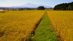 Harvest close...