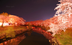 Sakura night...