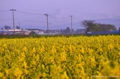 Yellow carpet