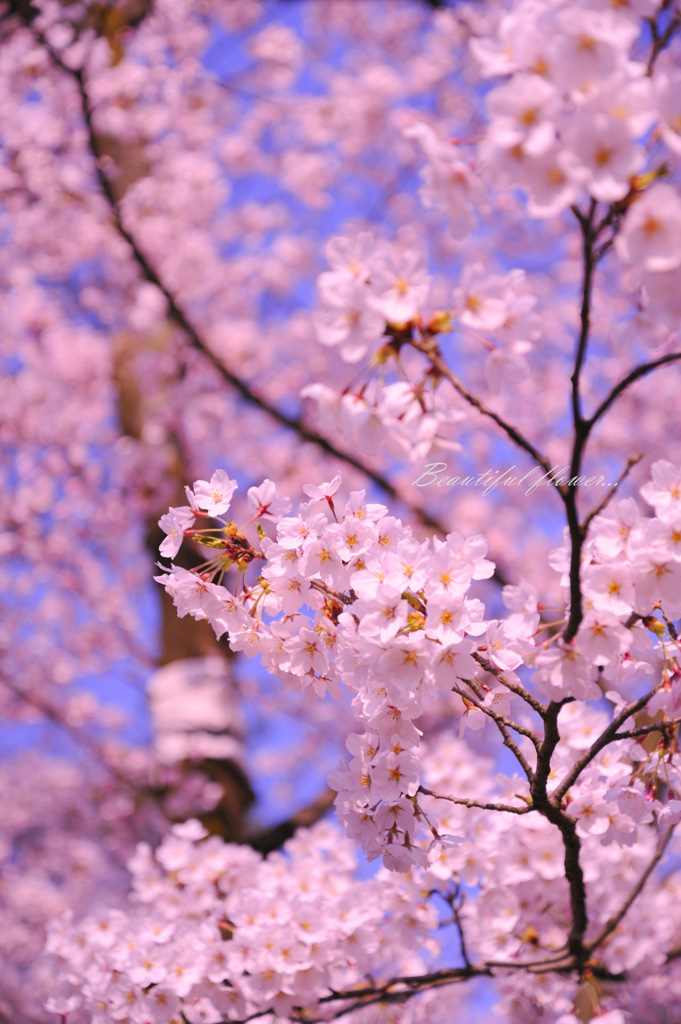 Beautiful flower...