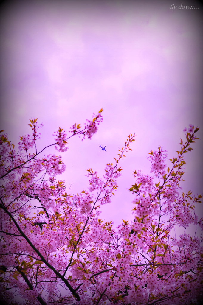 fly down...