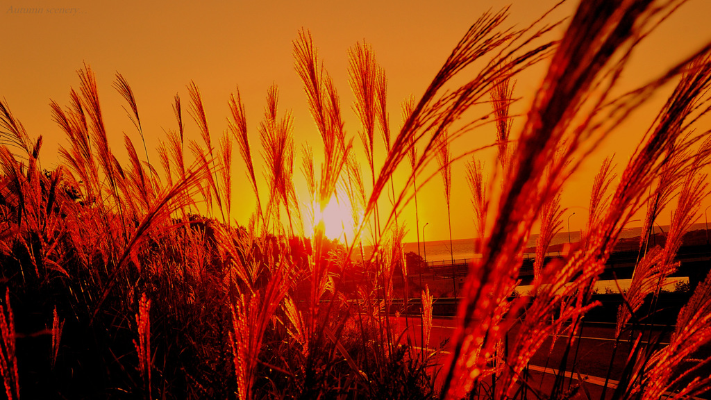 Autumn scenery...