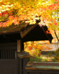 Autumn of samurai residence...