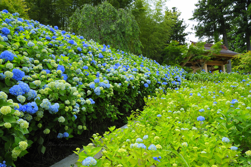 Blue hydrangea...