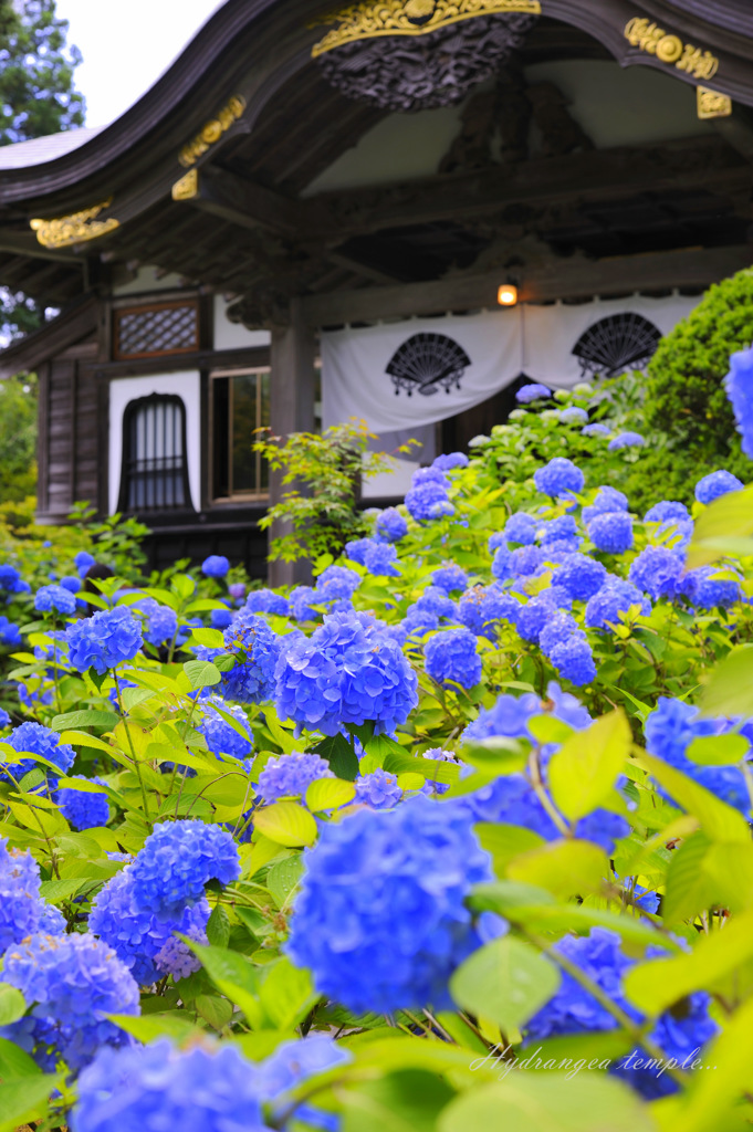 Hydrangea temple...