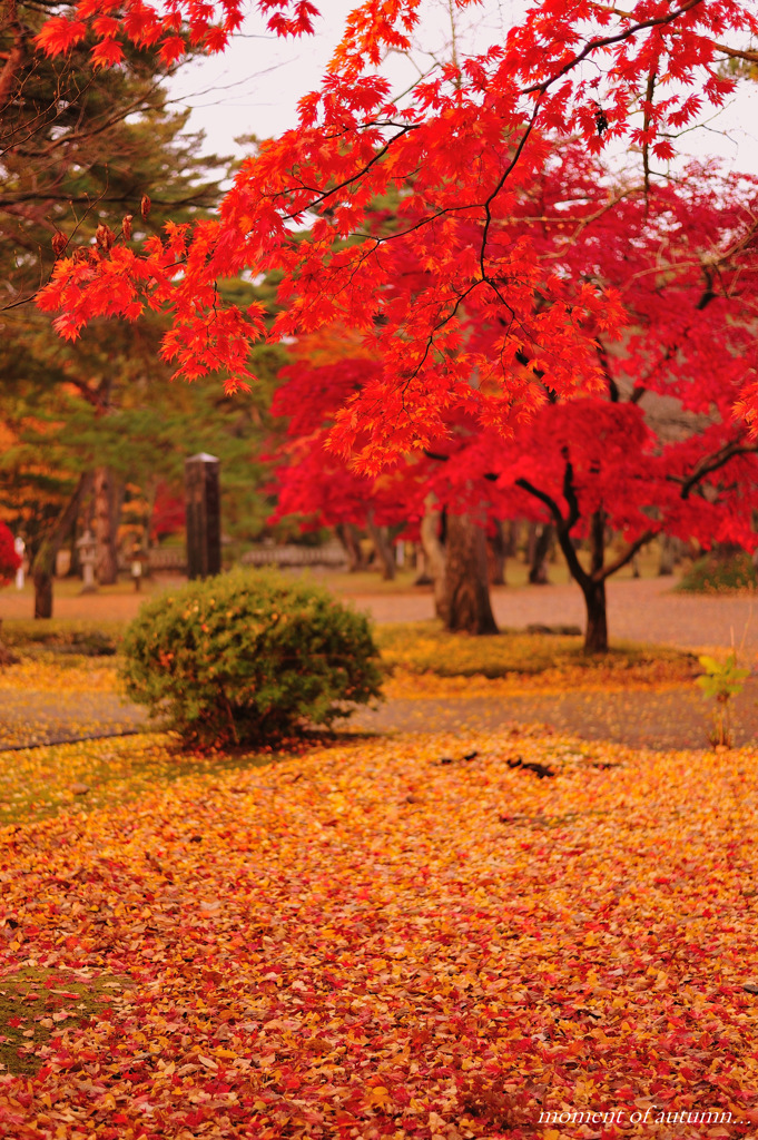 moment of autumn...