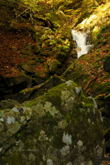 Fallen leaves...