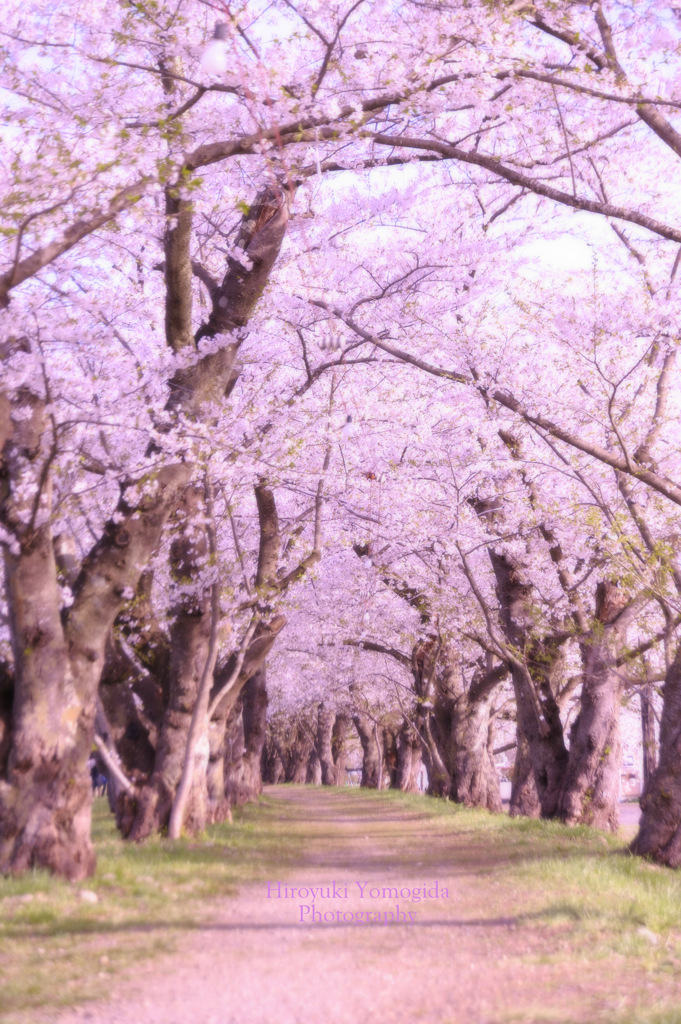 Spring tunnel...