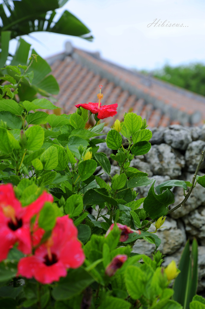 Hibiscus...