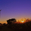 Dusk of autumn...
