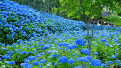 Blue hydrangea...