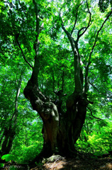 Large tree...