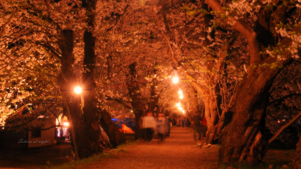 Sakura at night...