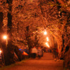 Sakura at night...