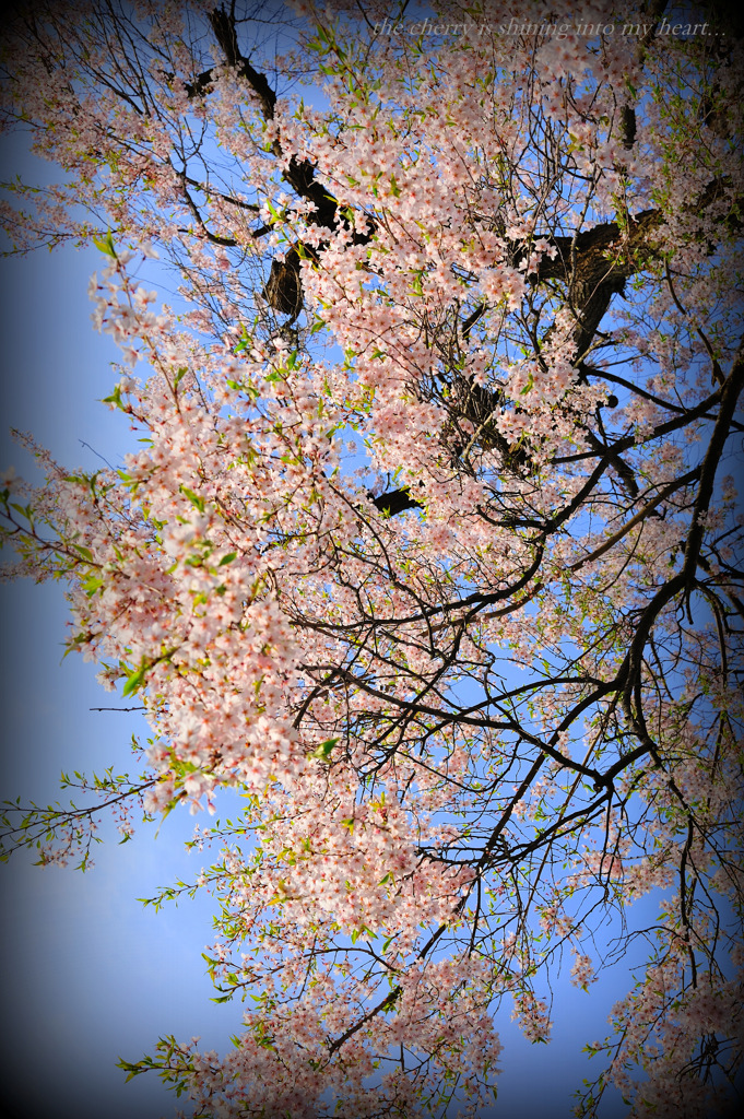 the cherry is shining into my heart...
