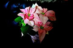 The flower of winter 