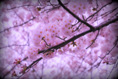 Sakura love...