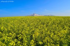 Be wrapped in a yellow carpet